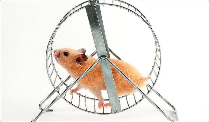 hamster Wheel